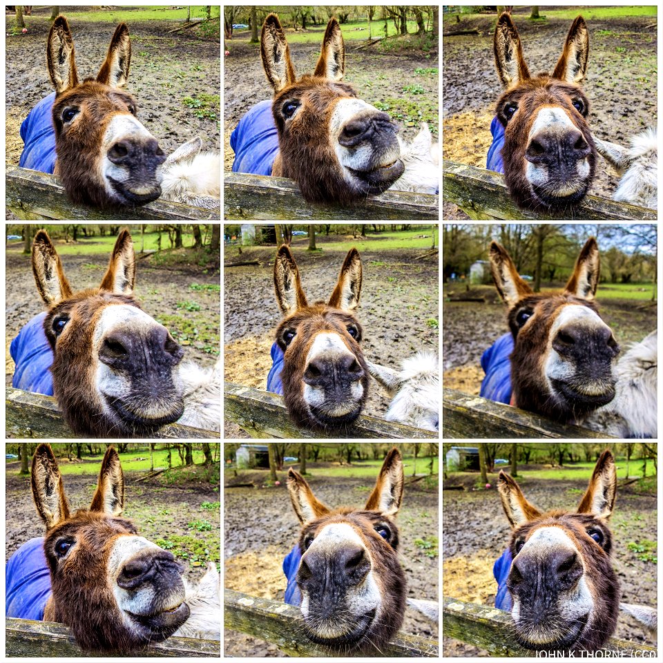 Ellie Donkey KENT LIFE