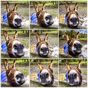 Ellie Donkey KENT LIFE