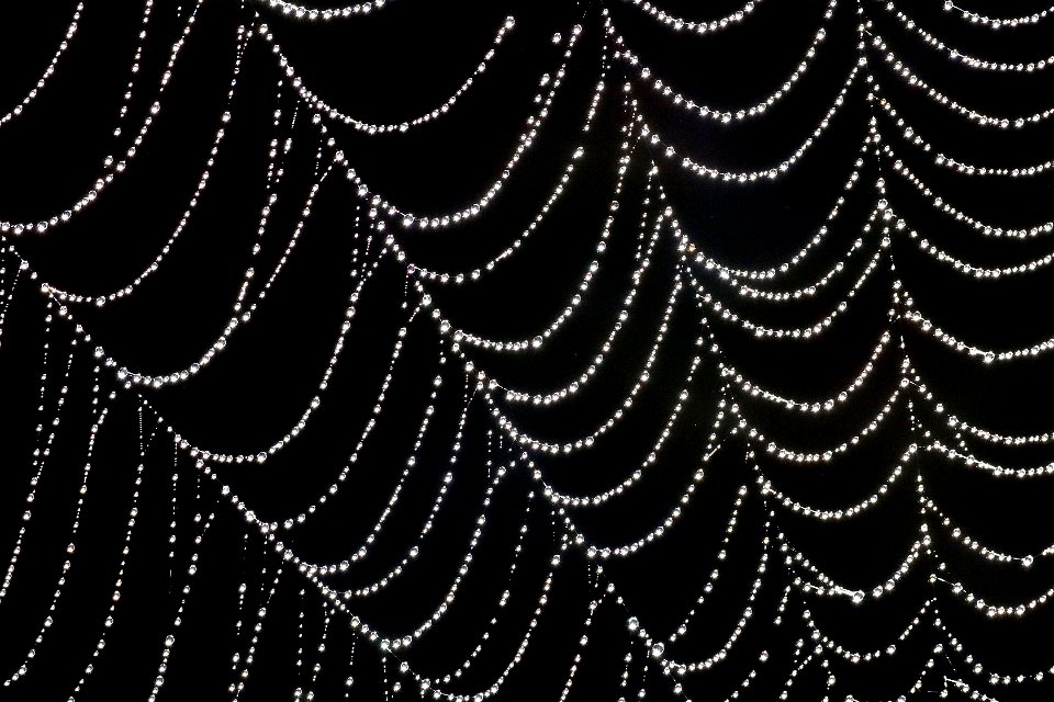 SPIDER WEB (09-29-2022) crescent city, del norte co, ca -15