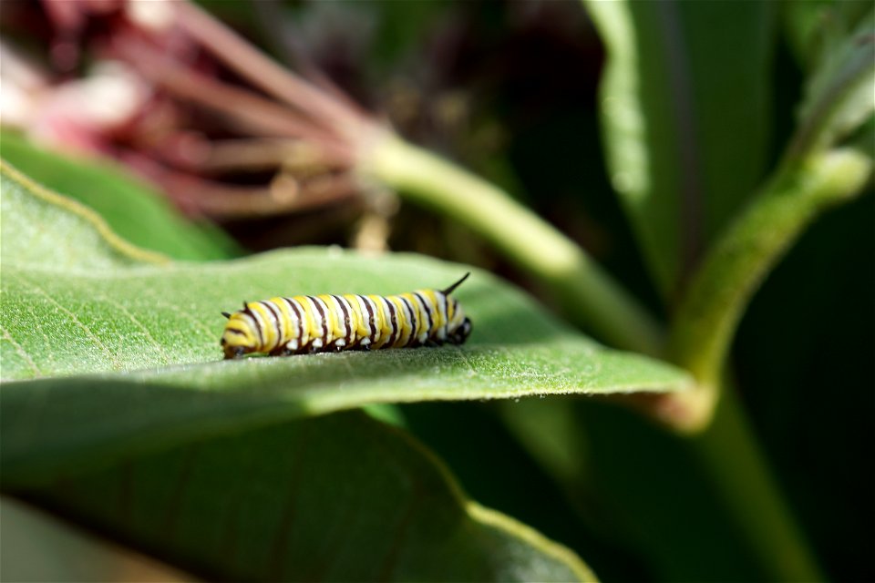 Monarch Caterpillar