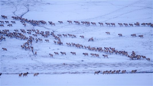 Elk Migration on the National Elk Refuge photo