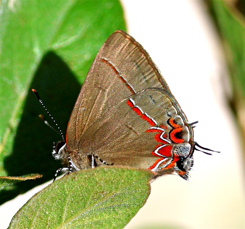 GROUNDSTREAK, DUSKY-BLUE (Calycopis cecrops) (01-04-2023) national buttrtfly center, palmview, hidalgo co, tx -02