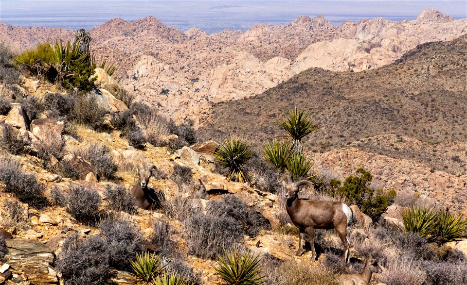 Desert Bighorn Sheep (Ovis candensis nelsoni)