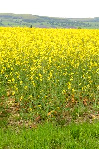 Field