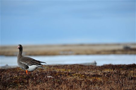 White Fronted Goose photo