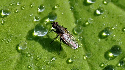 Blumenfliege (Anthomyiidae) auf einem Blatt von Alchemilla mollis (Großblättriger Frauenmantel)