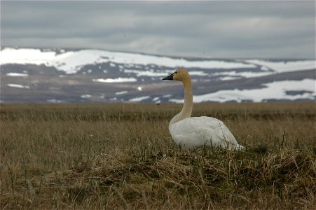 Tundra swan photo