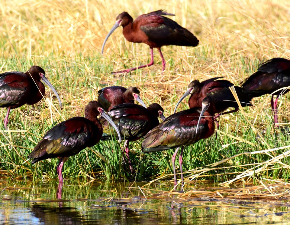 White-faced ibis at Seedskadee National Wildlife Refuge