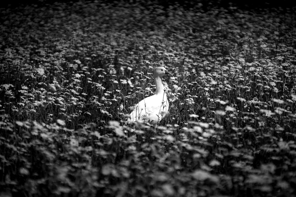 Free duck in free daisies field