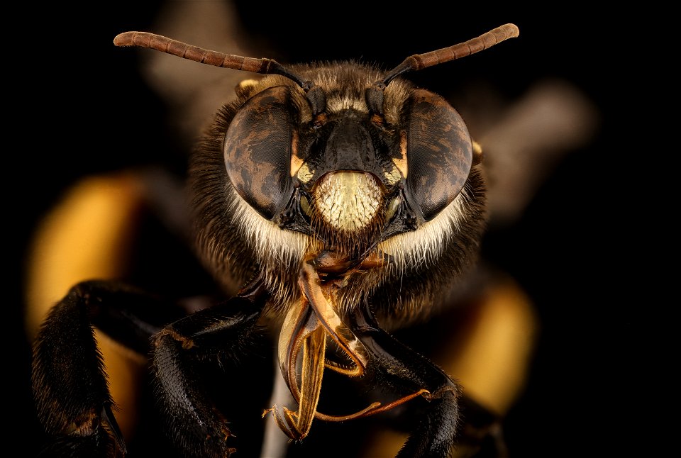 Epicharis albofasciata, f, face_2021-08-12-13.48.45 ZS PMax UDR