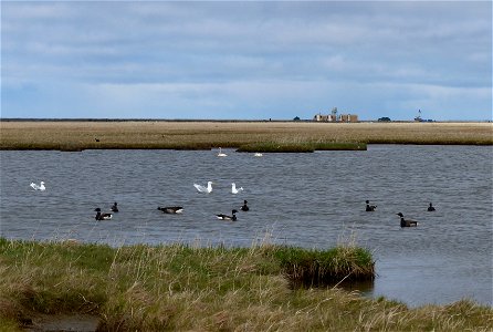 Brant, Glaucous Gulls, and Swans photo