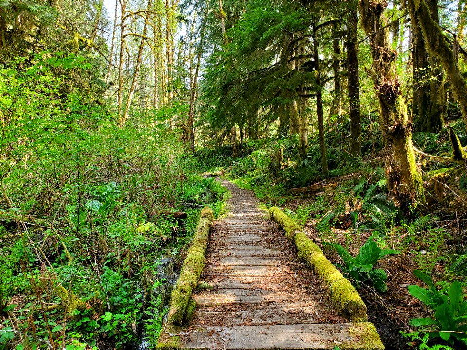 Beaver Lake Trail, Mt. Baker-Snoqualmie National Forest. Photo by Anne Vassar April 29, 2021.