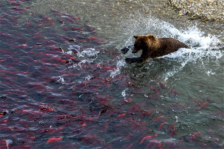 Bear fishing - NPS/Lian Law photo