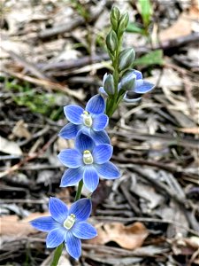 Spotted sun orchid or thelymitra ixioides photo