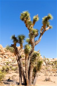 Joshua Tree (Yucca brevifolia) photo