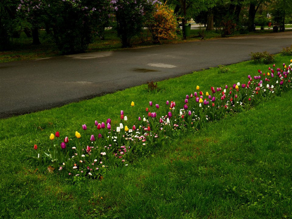 Herestrau Park in spring (41)