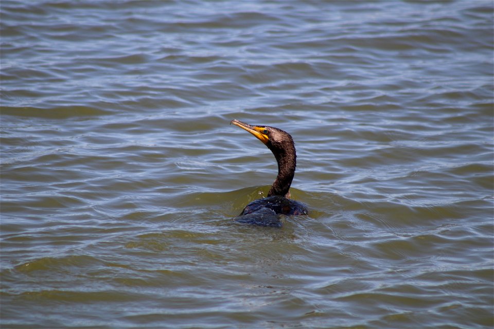 Double-crested Cormorant Lake Andes National Wildlife Refuge South Dakota