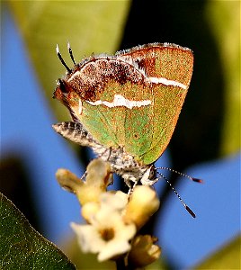 HAIRSTREAK, SILVER-BANDED (Chlorostrymon simaethis) (01-06-2022) the butterfly center, mission, hidalgo co, tx -01