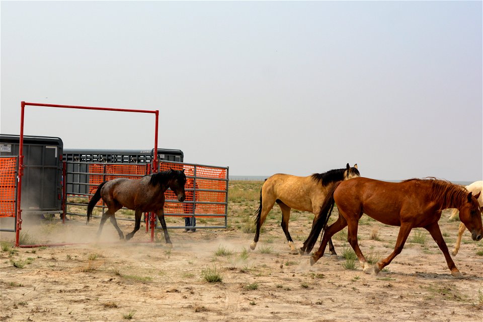 2021 Onaqui Herd Management Area