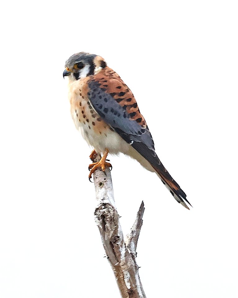 549 - AMERICAN KESTREL (01-09-2023) santa ana national wildlife refuge, hidalgo co, tx -01