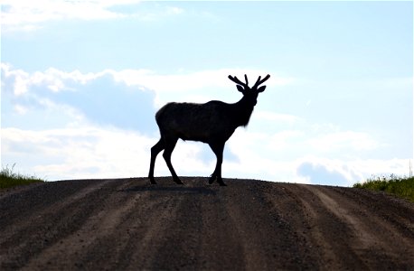 Elk at Neal Smith National Wildlife Refuge photo