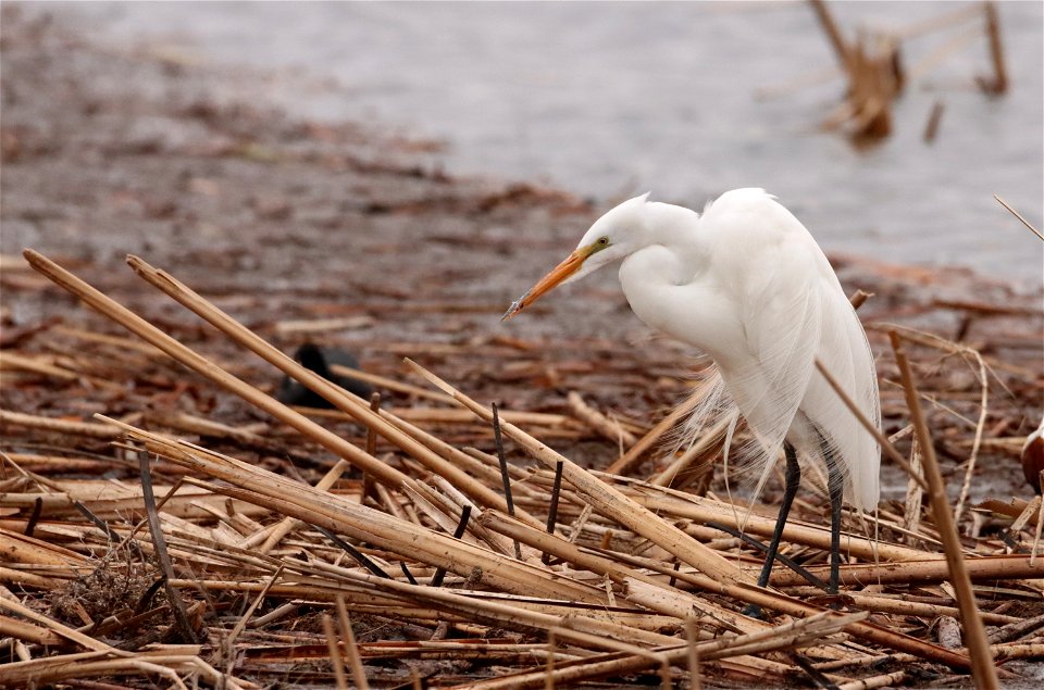 Great Egret Huron Wetland Management District