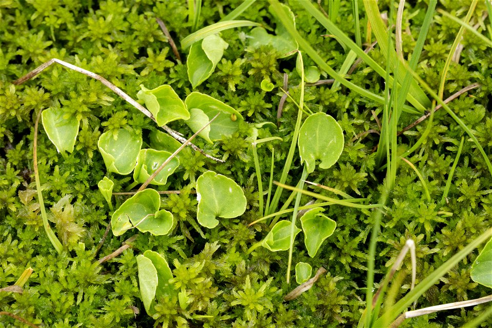 Viola macloskeyi pallens