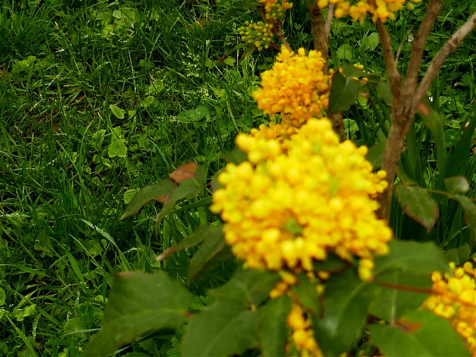 Herestrau Park in spring (141)