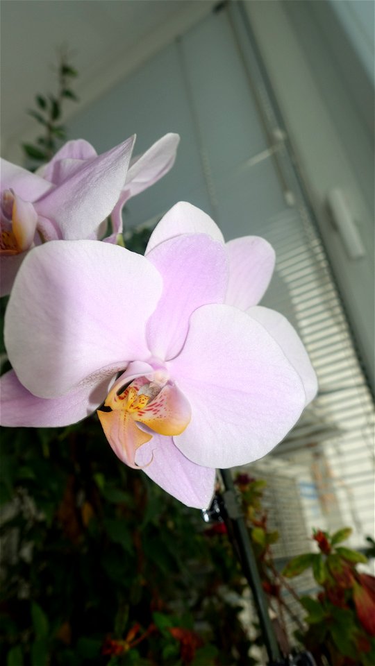 orchids-兰花_2023_0224_170533 photo
