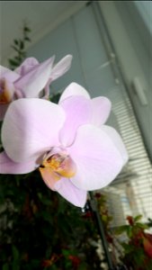 orchids-兰花_2023_0224_170533 photo