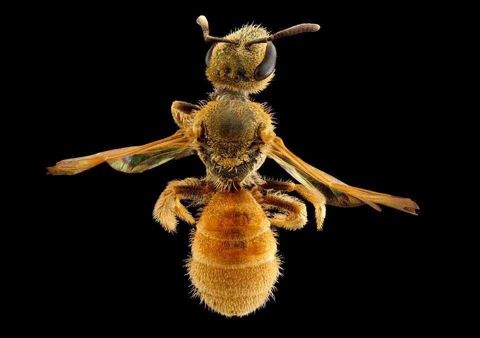 Lasioglossum vierecki, f, MA, back_2021-07-29-15.17.36 ZS PMax UDR