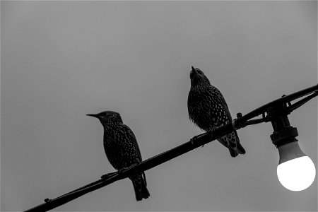 IMG_1016