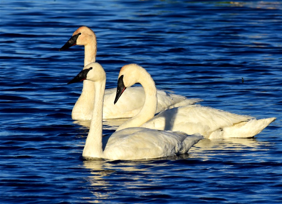 Trumpeter swan at Seedskadee National Wildlife Refuge