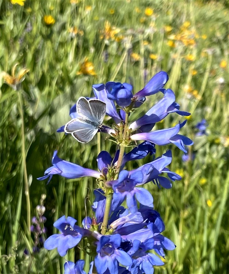 2022 Pollinator Week