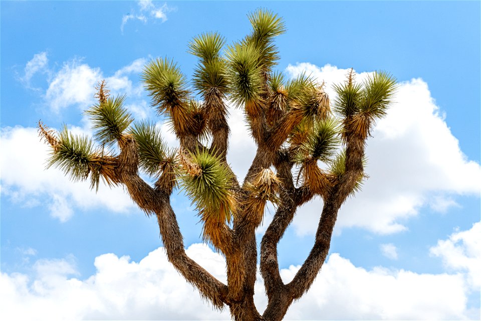 Joshua tree (Yucca brevifolia) photo