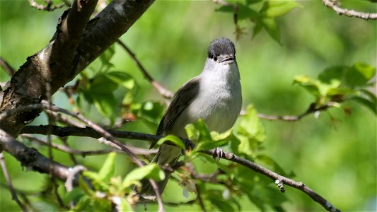 Nachmittags, 16.30 Uhr im Zwetschgenbaum. Die Frisur hält.