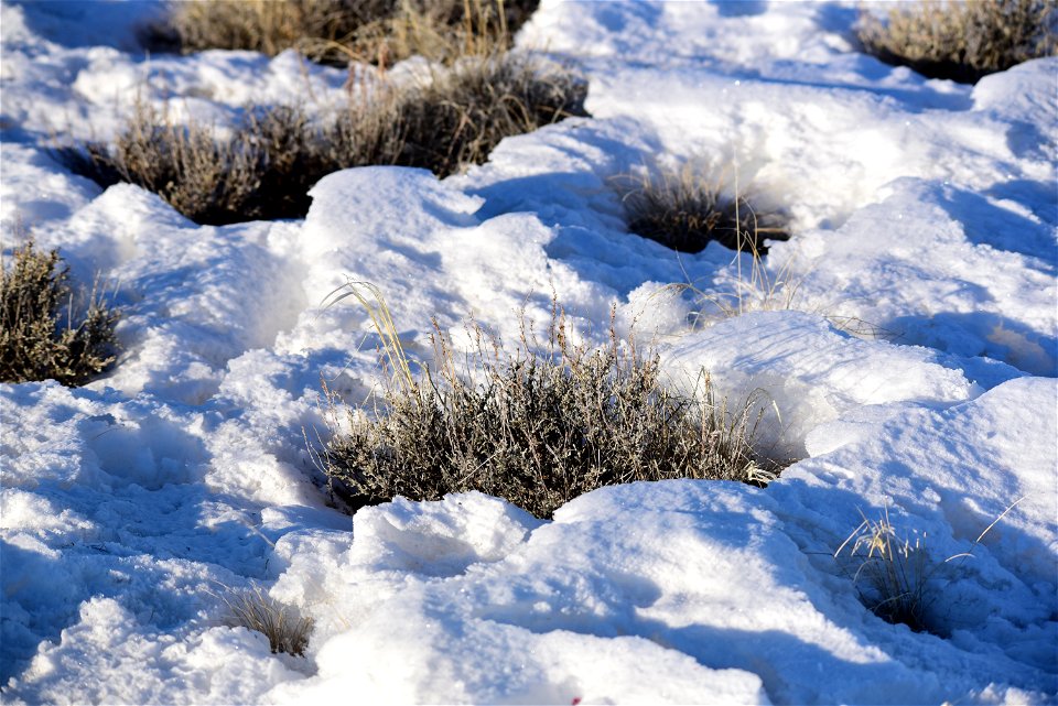 Wyoming big sagebrush (  Artemesia tridentata var. wyomingensis) on Seedskadee National Wildlife Refuge