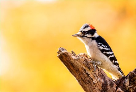 Male Downy Woodpecker with a Golden Backdrop photo