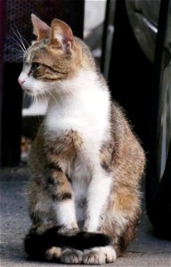 independent_cats_str2017_0624_072925 photo