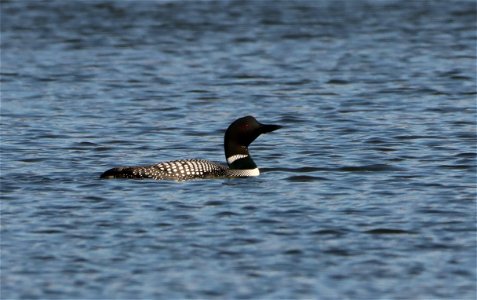 Common Loon Lake Andes Wetland Management District South Dakota photo