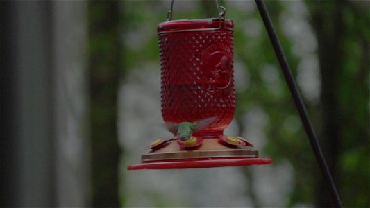 Slow Motion Hummingbird photo