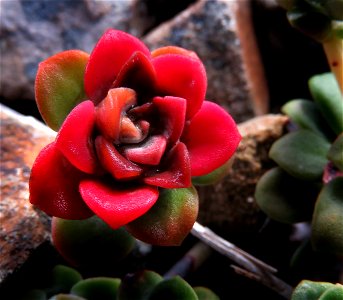 020 - POINT ST GEORGE (10-27-2021) broad-leafed stonecrop (sedum spathulithfolium) -04