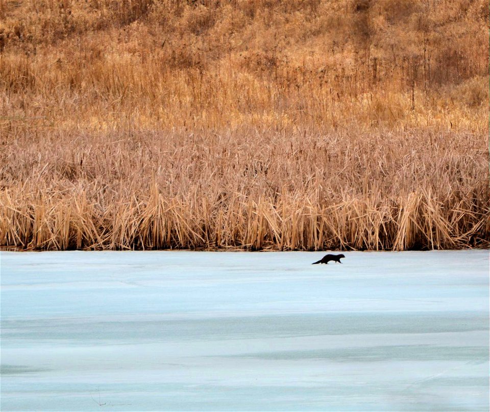 A mink on the ice