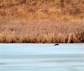 A mink on the ice photo