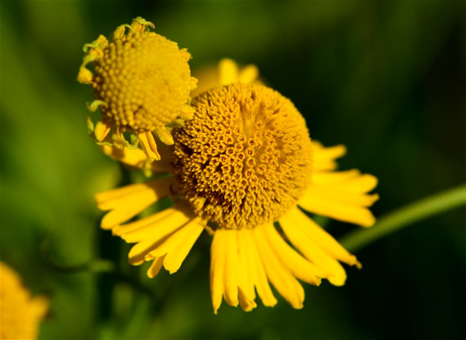 Sneezeweed (Helenium atumnale) on Seedskadee National Wildlife Refuge