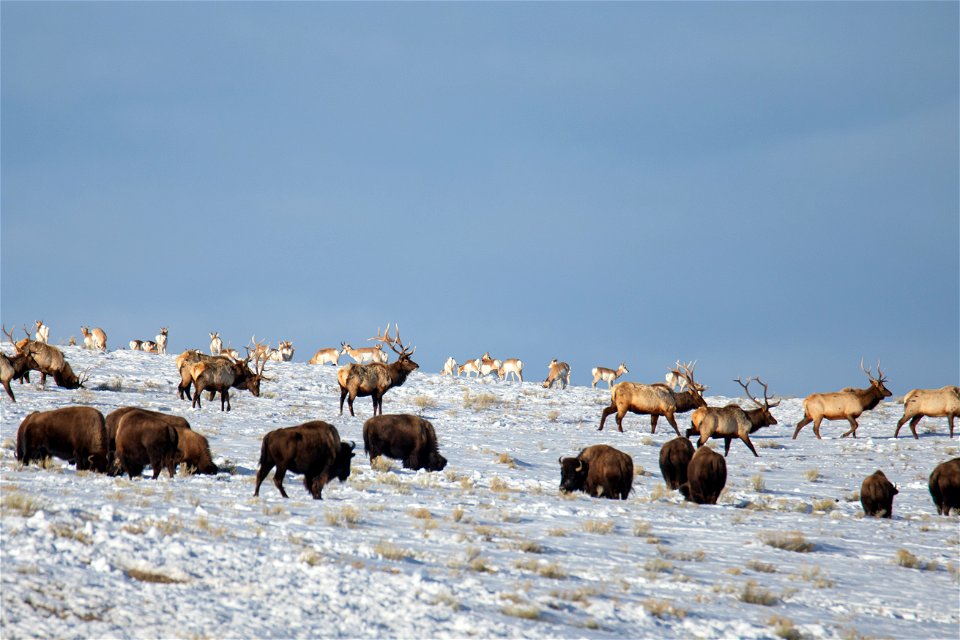 Bison, Elk, & Pronghorn on the National Elk Refuge