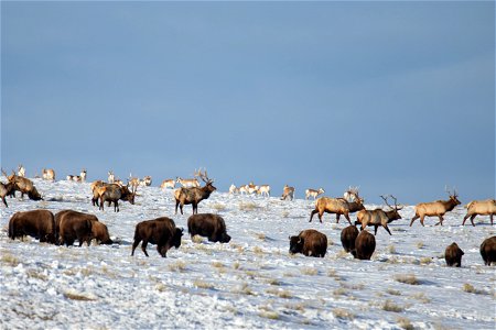 Bison, Elk, & Pronghorn on the National Elk Refuge photo