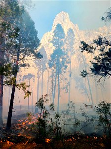 Yosemite Valley Prescribed Burn