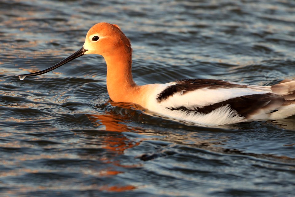 American Avocet Huron Wetland Management District, South Dakota