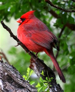 916 - NORTHERN CARDINAL (02-01-2023) bentsen rio grande sp, hidalgo co, tx -01